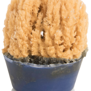 Saltwater and Sunshine Sponge Soap